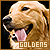 Dogs: Golden Retrievers