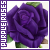 Roses: Purple