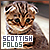 Cats: Scottish Fold