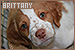 Dogs: Brittany