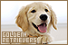 Dogs: Golden Retrievers