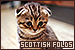 Cats: Scottish Folds