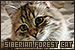 Cats: Siberian Forest